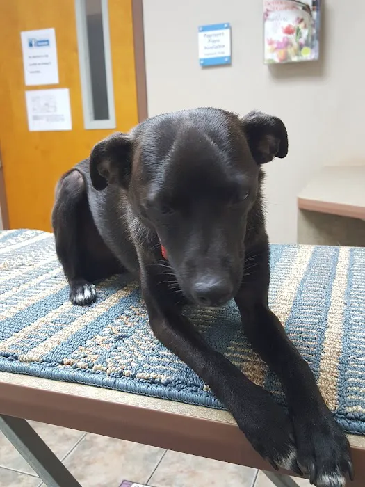 Lovet Pet Health Care - Scottsdale Hills Picture 3