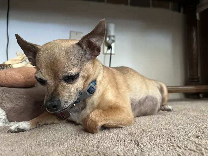 Lovet Pet Health Care - Scottsdale Hills Picture 4