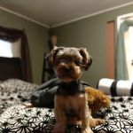 Lovet Pet Health Care - Scottsdale Hills