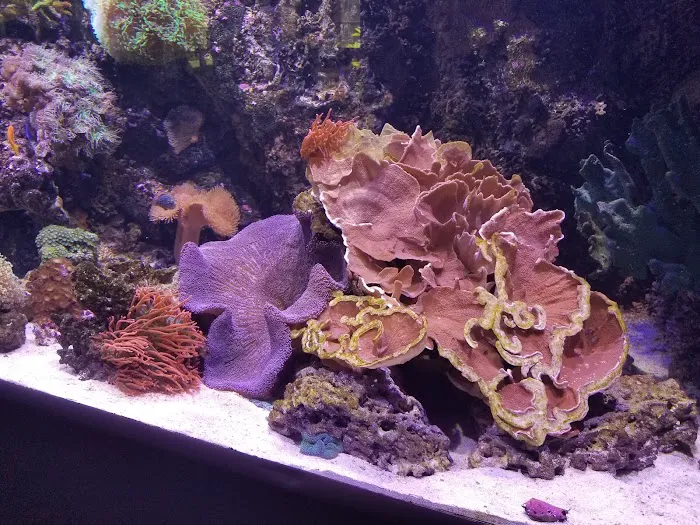 Fish By Design Picture 1