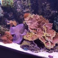 Fish By Design ico