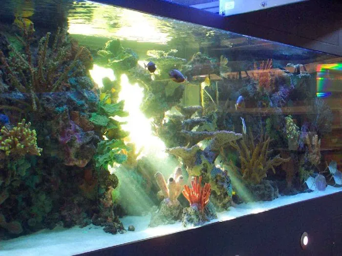 Fish By Design Picture 10