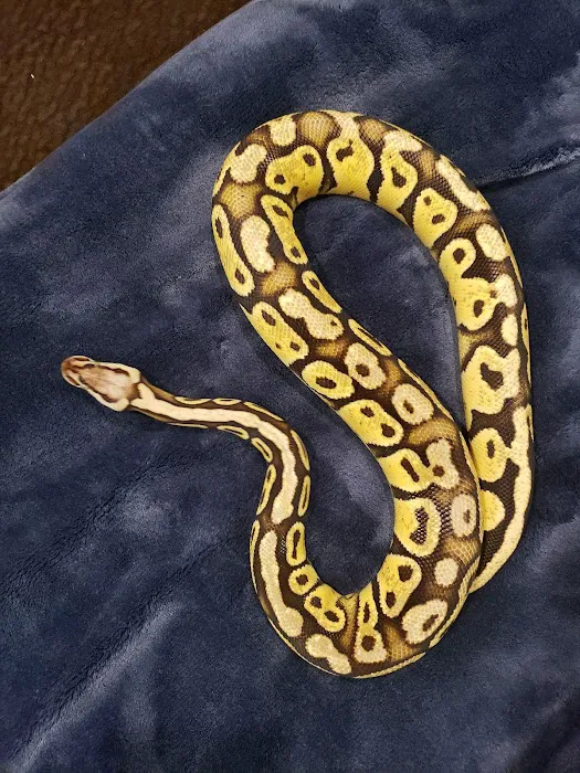 REPTILE FACTORY Picture 1