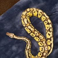 REPTILE FACTORY ico