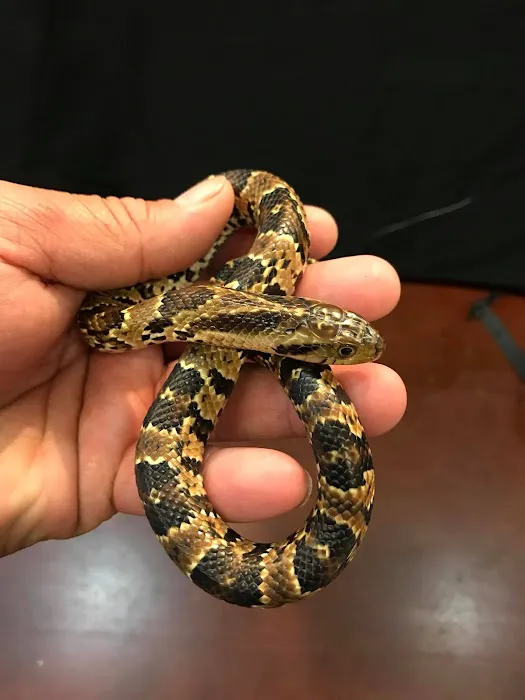 REPTILE FACTORY Picture 6