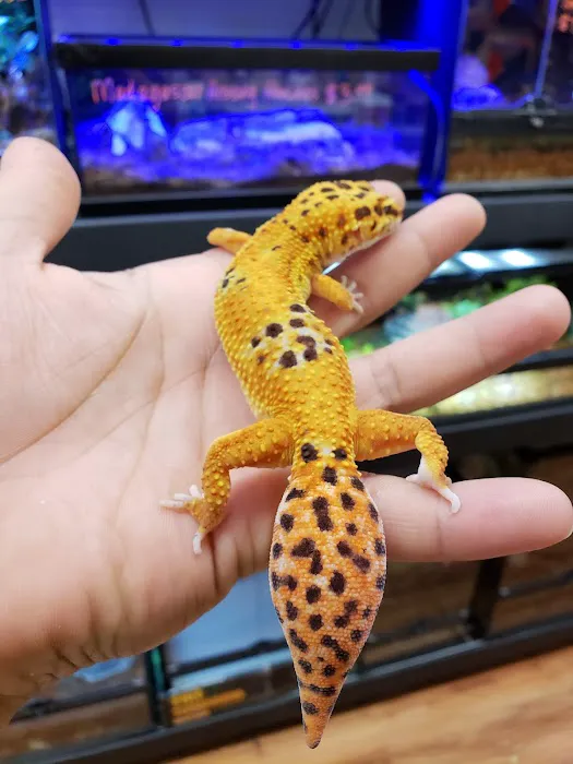REPTILE FACTORY Picture 5