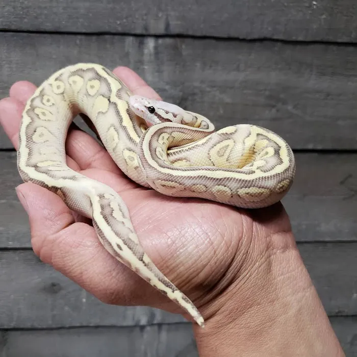 REPTILE FACTORY Picture 7