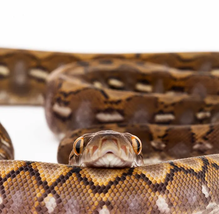 REPTILE FACTORY Picture 3
