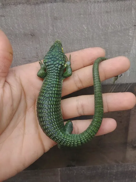 REPTILE FACTORY Picture 9