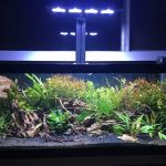Reef Tropical Fish