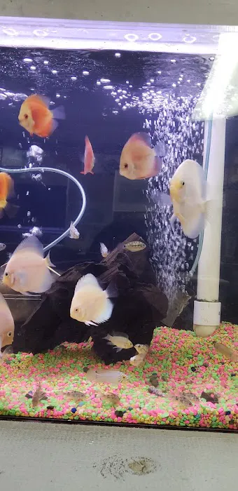 Reef Tropical Fish Picture 4