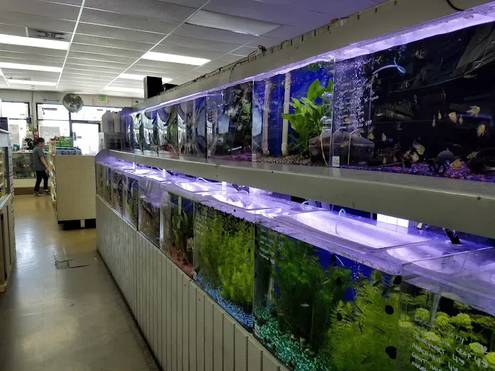 Reef Tropical Fish Picture 3