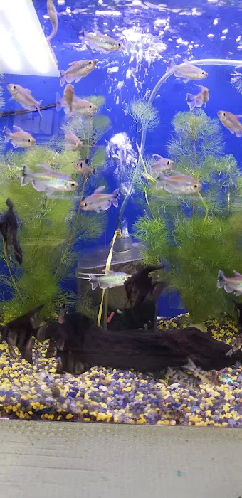 Reef Tropical Fish Picture 5