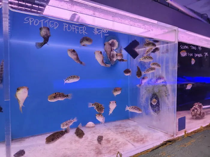 Reef Tropical Fish Picture 10
