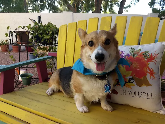 KC Animal Hospital & Pet Resort Picture 3