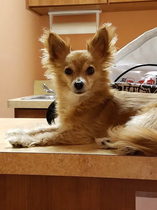 KC Animal Hospital & Pet Resort Picture 5