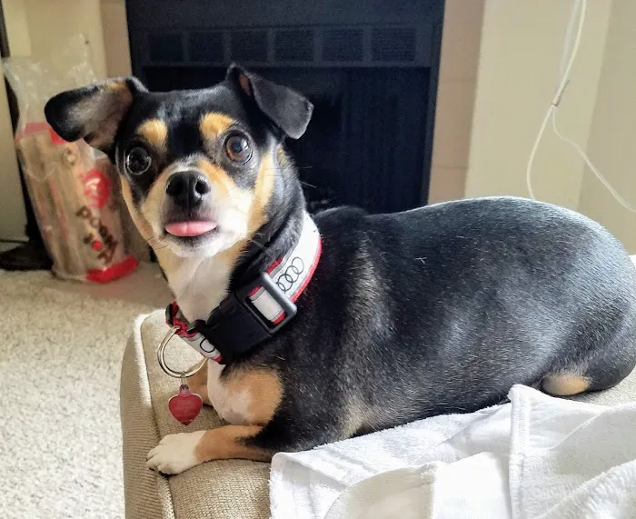 KC Animal Hospital & Pet Resort Picture 6