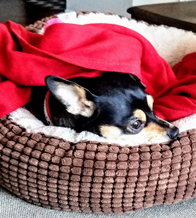 KC Animal Hospital & Pet Resort Picture 7