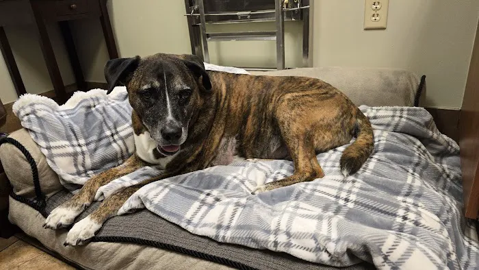 KC Animal Hospital & Pet Resort Picture 8