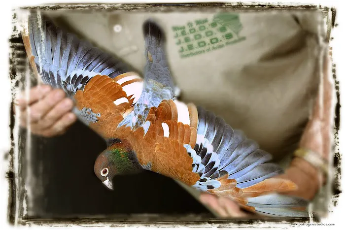 Jedds Bird Supplies Picture 10