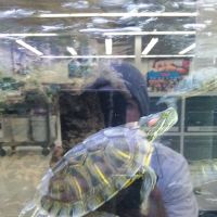 Petco ico