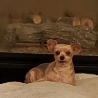 Banfield Pet Hospital ico
