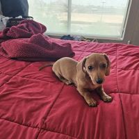 PetSmart Veterinary Services - North Scottsdale (Frank Lloyd Wright) ico
