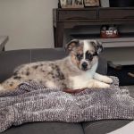 Desert Ridge Animal Hospital
