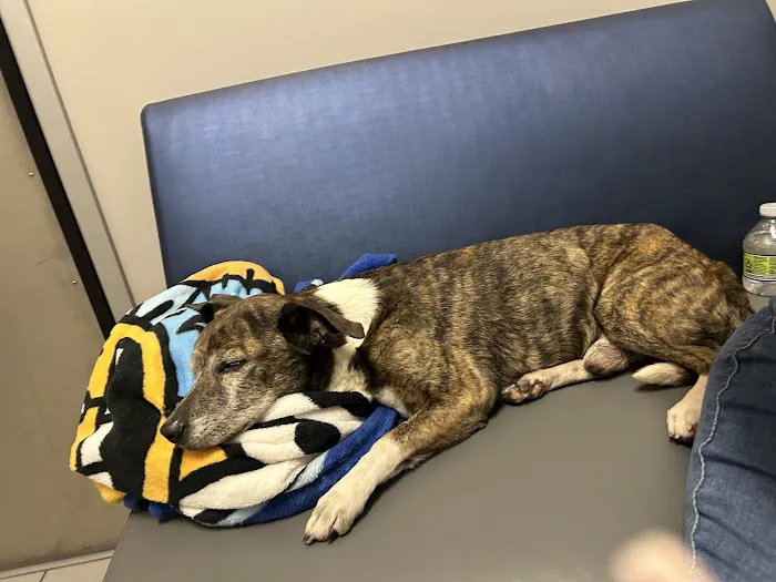 Desert Ridge Animal Hospital Picture 4