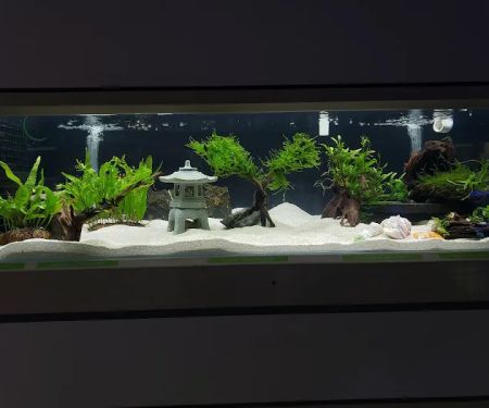 7 Seas Tropical Fish