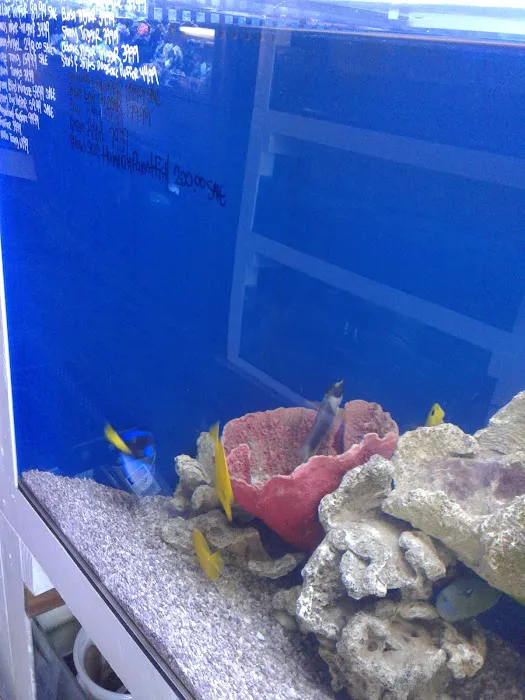 7 Seas Tropical Fish Picture 4