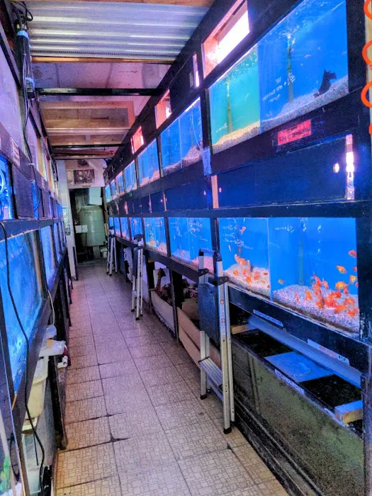 405 Tropical Fish Picture 1
