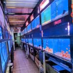 405 Tropical Fish