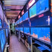 405 Tropical Fish ico