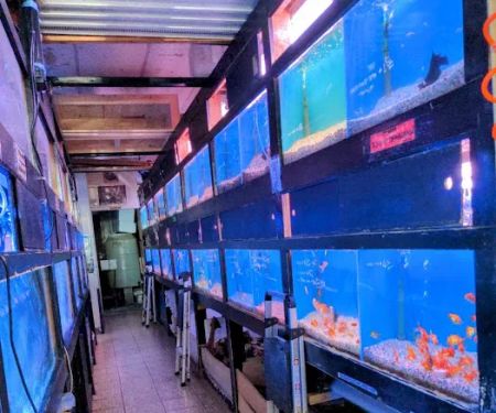405 Tropical Fish