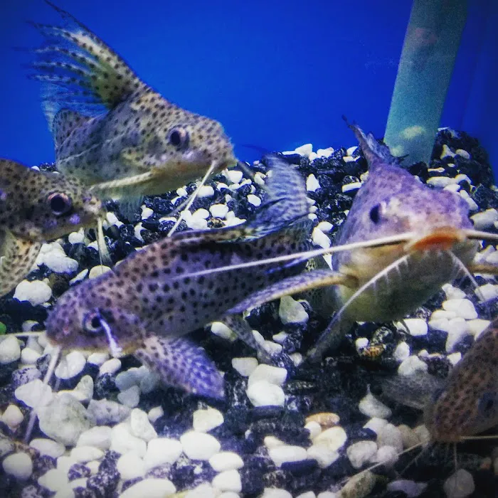 405 Tropical Fish Picture 9