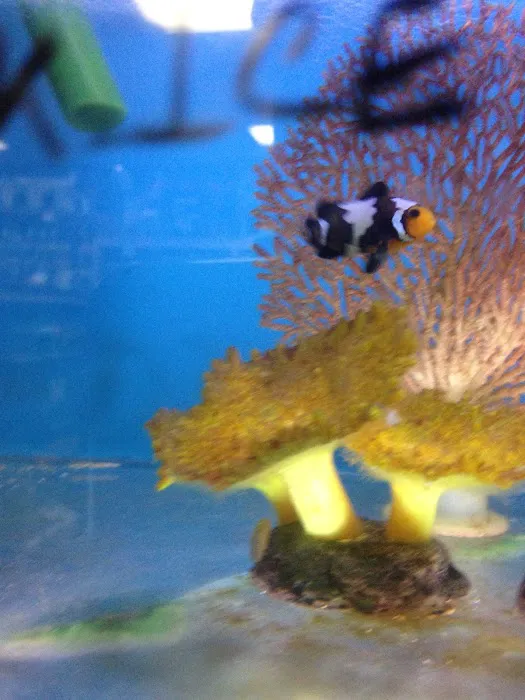 405 Tropical Fish Picture 7