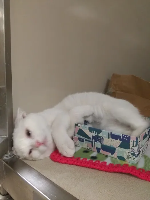 Banfield Pet Hospital Picture 8
