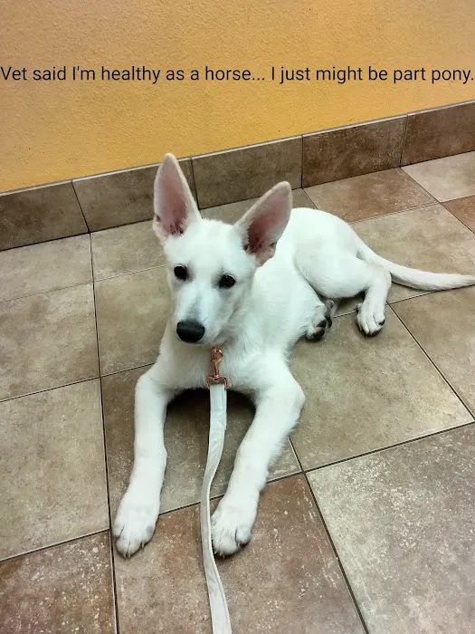 Banfield Pet Hospital Picture 7