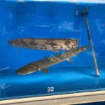 Fish Warehouse