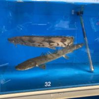 Fish Warehouse ico
