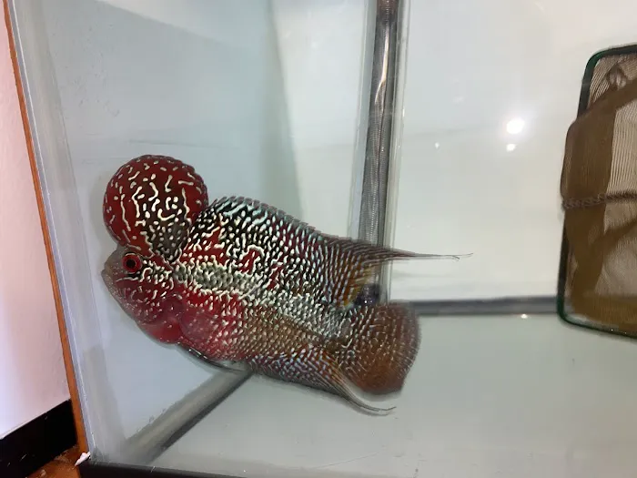 The Fin Shop Picture 10