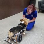 Bark Avenue Animal Hospital