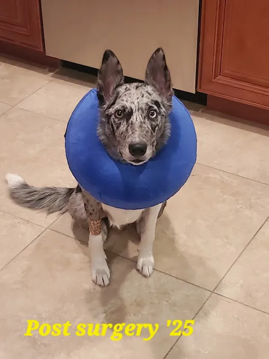 Bark Avenue Animal Hospital Picture 2