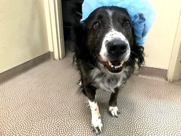 Bark Avenue Animal Hospital Picture 5