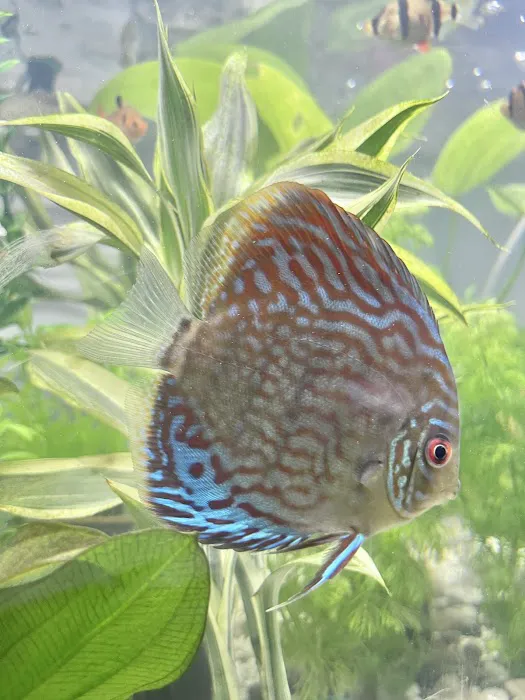 8888 Tropical Fish Picture 2