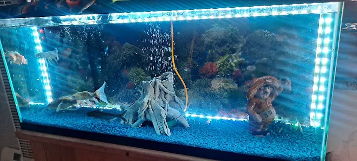 8888 Tropical Fish Picture 9