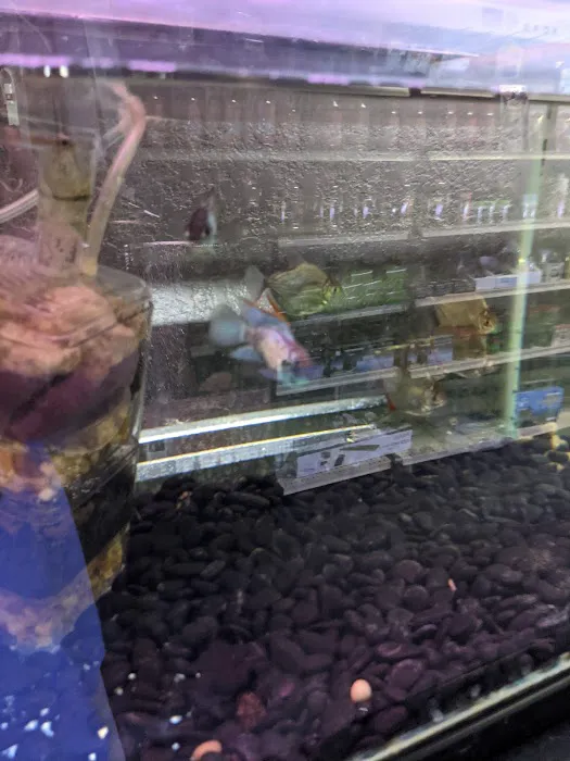 8888 Tropical Fish Picture 10