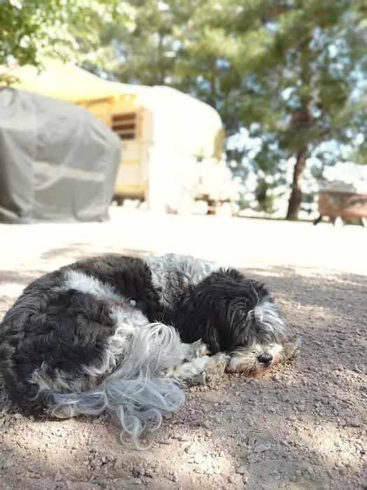 Anasazi Animal Clinic Picture 4