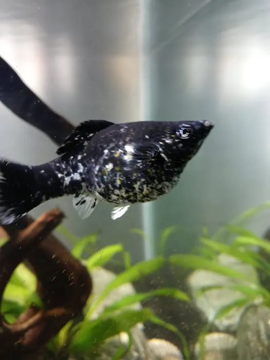 Foothill Aquatic & Pets Picture 8